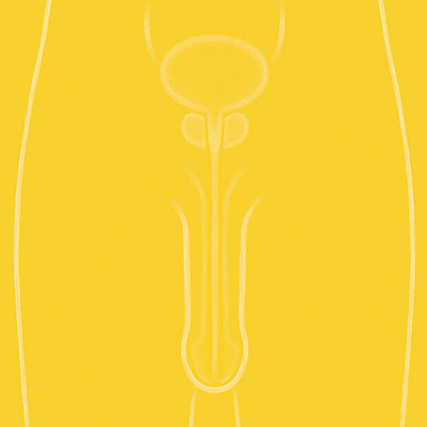 Grafik zum Thema Peniserkrankungen