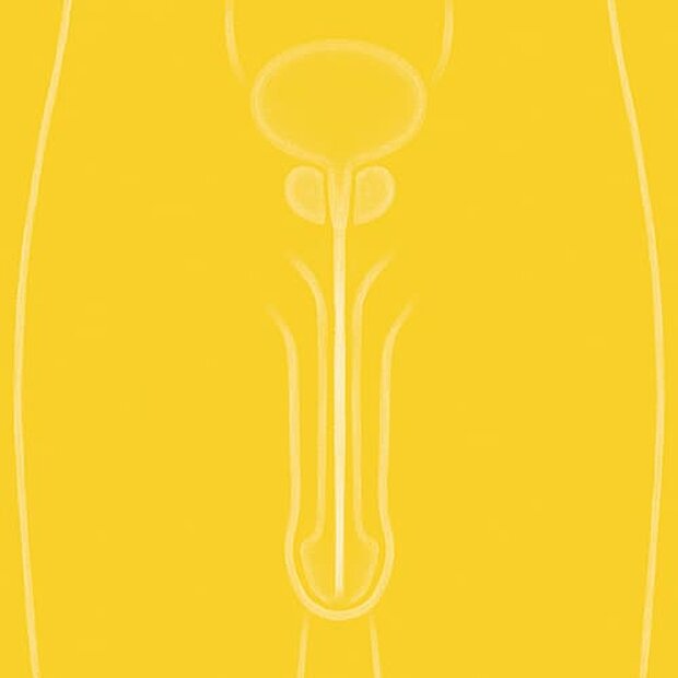 Grafik zum Thema Harnröhre