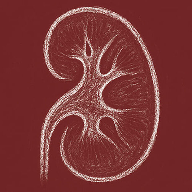 Grafik zum Thema Niere