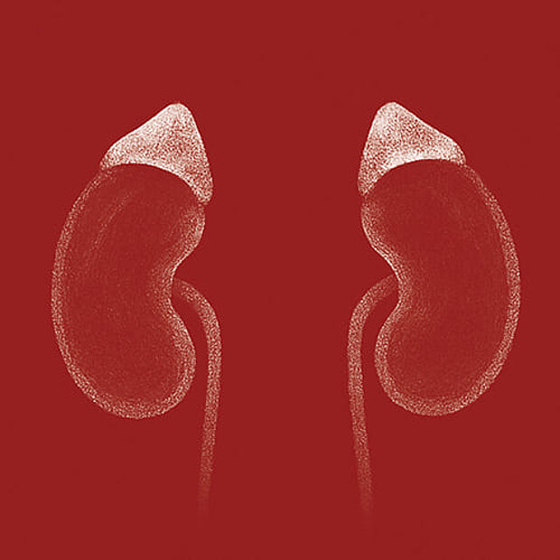 Grafik zum Thema Nebennieren